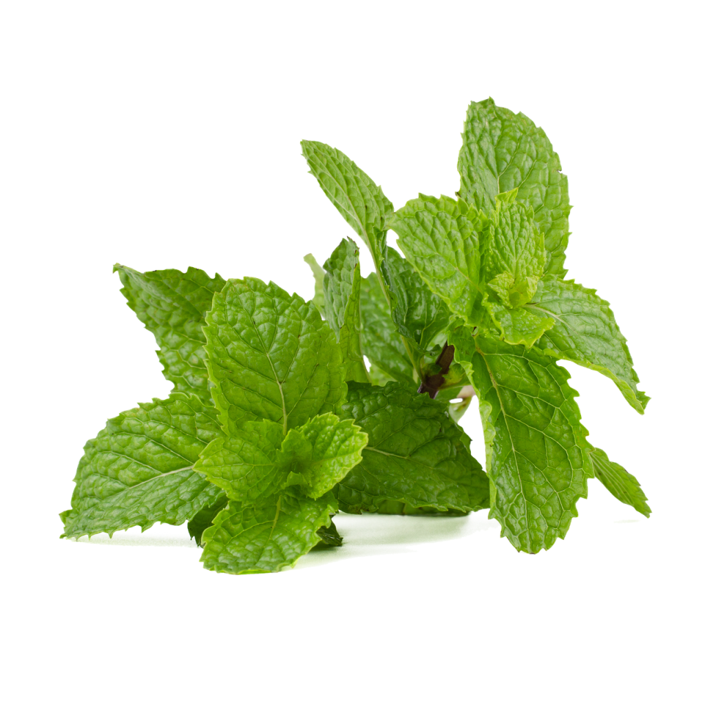 Feuilles de menthe fraîche